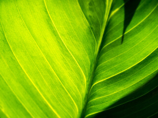 Wall Mural - Abstract of The Crystal Anthurium Leaf