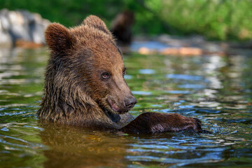Wall Mural - wild brown bear on pond in the summer forest. animal in natural habitat. wildlife scene