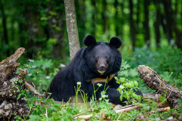 Wall Mural - asiatic black bear (ursus thibetanus) in summer forest. wildlife scene from nature