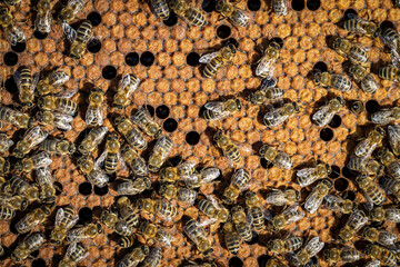 Wall Mural - Bees working on a frame in a healthy hive