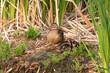 Nesting Female Mallard Duck with Ducklings