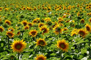 Poster - Un champ de tournesols.