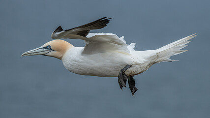 Wall Mural - A close up of a northern gannet, Morus bassanus, in flight with a natural out of focus blue background. It is a side profile image