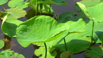 Wall Mural - The lotus leaf at pond in Japan.