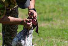 A Male Hunter Reaches Into The Mouth Of A Purebred Hunting Dog With His Hands, Unclenching Its Jaws To Examine The Condition Of The Teeth Against A Blurred Background Of Green Grass And Copy Space.