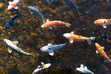 koi fish swimming in the pond