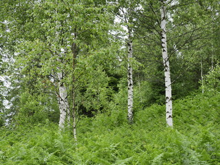 Poster - trees in the forest