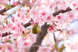 河津桜とメジロ　千葉県習志野市　日本