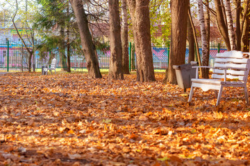 Wall Mural - The fallen-down autumn leaves . Concept autumn. Fall. Background of yellow, autumn leaves