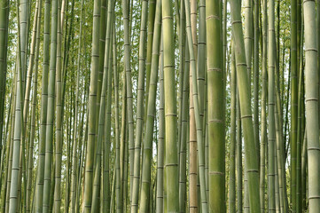  The Green Bamboo Forest Pattern, For being any Background in nature theme