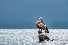 Pink Pelicans On A Blue Lake Against The Background Of Dry Trees