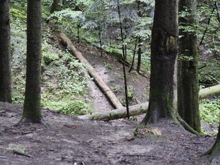 path in the forest