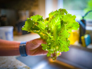 Wall Mural - A person holding fresh green organic lettuce bundle harvested from home garden. Washing fresh vegetables in the kitchen sink.