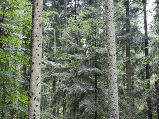 Poster - pine tree forest