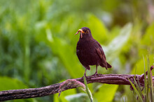 Common Blackbird On Tree Branch With Green Background
