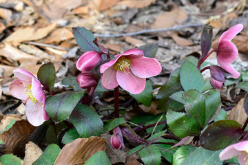 Wall Mural - Hellebore blooming in early spring