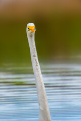 Wall Mural - a front head shot of a great egret in water showing its long neck.
