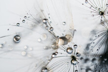 Macro Nature. Beautiful Dew Drops On Dandelion Seed Macro. Beautiful Soft Background. Water Drops On Parachutes Dandelion. Copy Space. Soft Focus On Water Droplets. Circular Shape, Abstract Background
