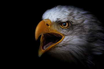 portrait of a eagle