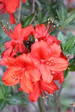 Czerwone kwiaty rododendrona odmiany Koster's brilliant red