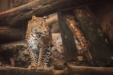 Leopard Resting On The Rock