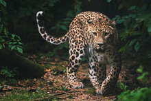 Persian Leopard In The Forest