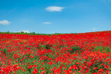 Fototapeta Maki - The southern sun illuminates the fields of red garden poppies. The concept of rural tourism. Poppy fields
