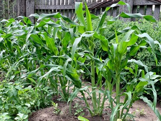 Wall Mural - Green rows with young corn. Growing corn.