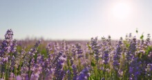 Lavender Fields Video Motion