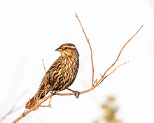 Female Red-winged Blackbird Perched On A Twig