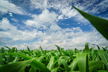 maize field