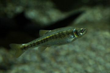 Wall Mural - Eurasian minnow, common minnow (Phoxinus phoxinus).