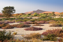 Sand Dunes And Wildflowers At Sossusvlei, Namib-Naukluft Park, Namibia