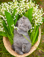Little Gray Fluffy Kitten Lying In A Wicker Basket Full Of Lily Of The Valley Flowers On Green Grass