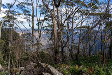 View From The Top Of A Mountain Through The Bushland Trees