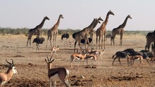 Wild animals congregate near a waterhole in Etosha National Park, northern Namibia, Africa.