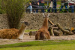 kängurus im Zoo