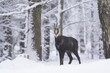 chamois in winter forest. Winter scene with horn animal. Rupicapra rupicapra. Animal from Alp.