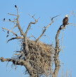 male bald eagle watching his nest in a cottonwood tree  with red-winged b;ackbirds in carolyn holmberg preseve near stearns lake in spring in broomfield, colorado