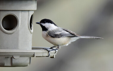 Wall Mural - cute black capped chickadee perched on a backyard feeder in broomfield, colorado