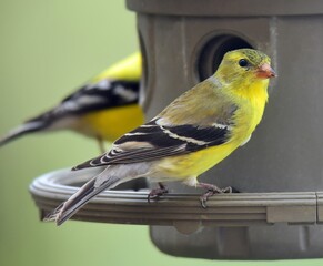 Wall Mural - closeup of pretty yellow female american goldfinch at a feeder in a back yard in broomfield, colorado