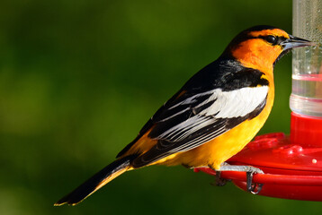 Wall Mural - close up of male bullock's oriole perched on a hummingbird feeder in summer in broomfield, colorado