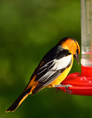 Wall Mural - closeup of a colorful male bullock's oriole feeding at a red hummingbird feeder in summer in broomfield, colorado