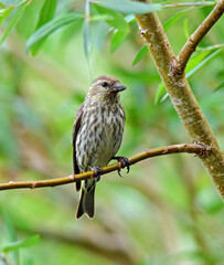 Wall Mural - close up of a pretty female house finch perched on a branch in a tree in summer in colorado state forest state park near walden, colorado