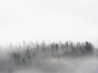 Naklejka na meble Foggy forest in a gloomy landscape. Trees in heavy fog