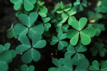 spring background frame, shamrock , clover leaves for green background with three-leaved shamrocks. 