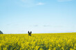 © fStop - Donkey ears above sunny yellow canola field