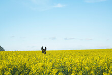 Donkey Ears Above Sunny Yellow Canola Field
