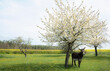 © fStop - Donkey standing under spring apple blossom tree