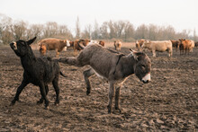 Donkeys Kicking In Rural Field
